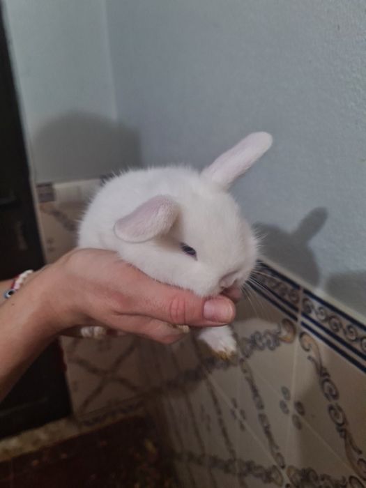 Tenho 3 coelhos anões para venda