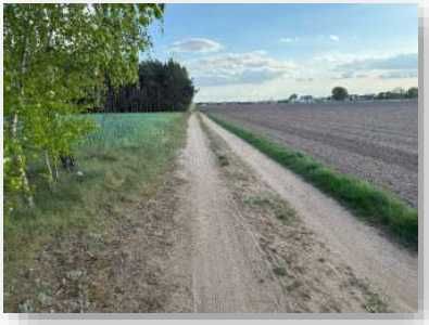Syndyk sprzeda nieruchomość gruntową leśną (działka nr 252) Kowalewo