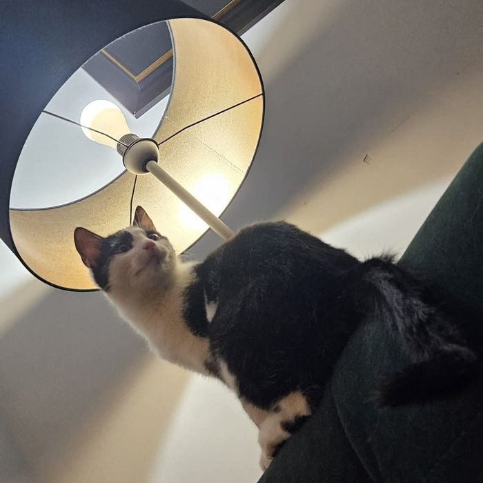 Uroczy Zabawek czeka na dom