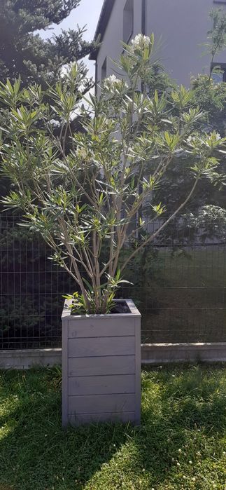 Sprzedam oleander 3sztuki