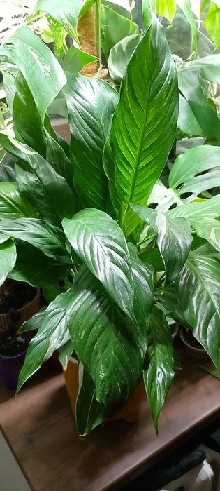 Спатіфілум Даймонд пишний кущ