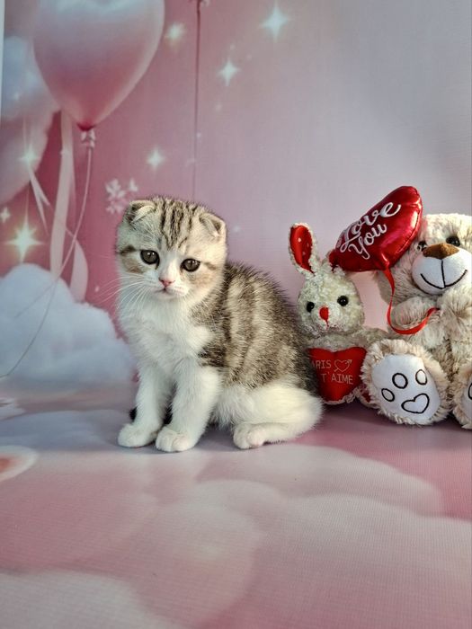 Шотландці! Кошенята з документами!