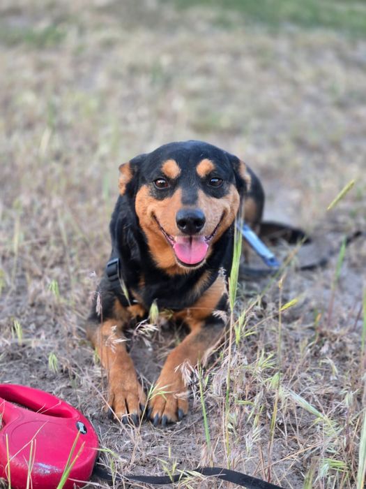 Отдам пса-компаньона, метис таксы, 2 года, кобель
