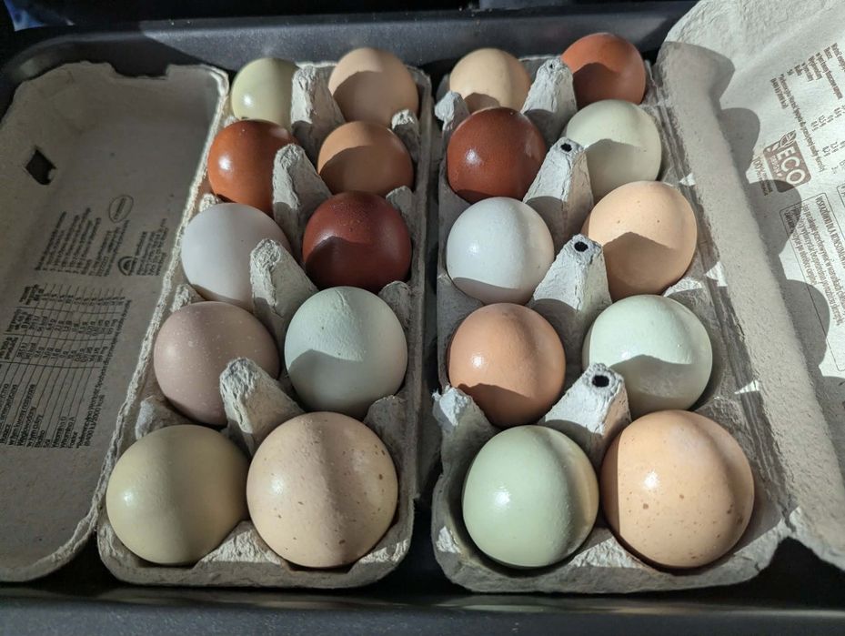 Jaja lęgowe kur niosek mix jajka kolorowe greenshell, marans tęczanka ayam