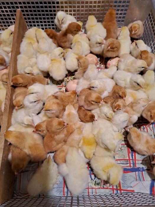 Inkubacja jaj od drobiu