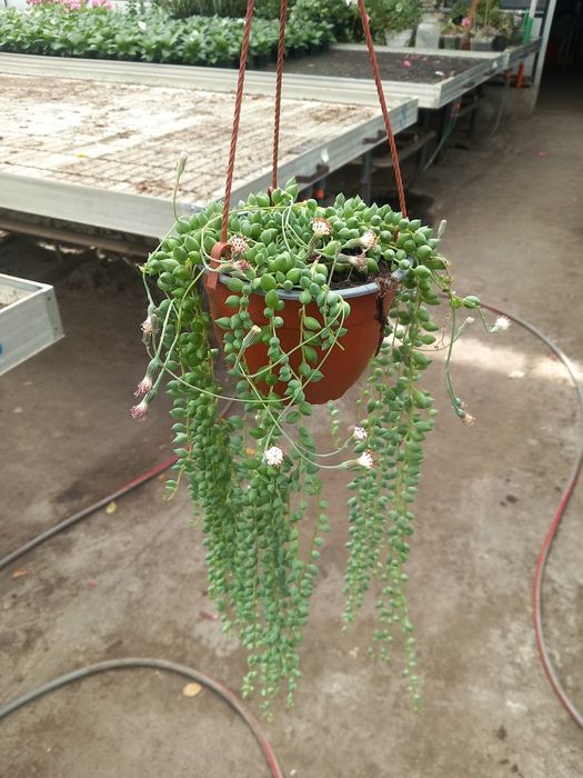 Senecio herrainus doniczka wieszakowa fi 14