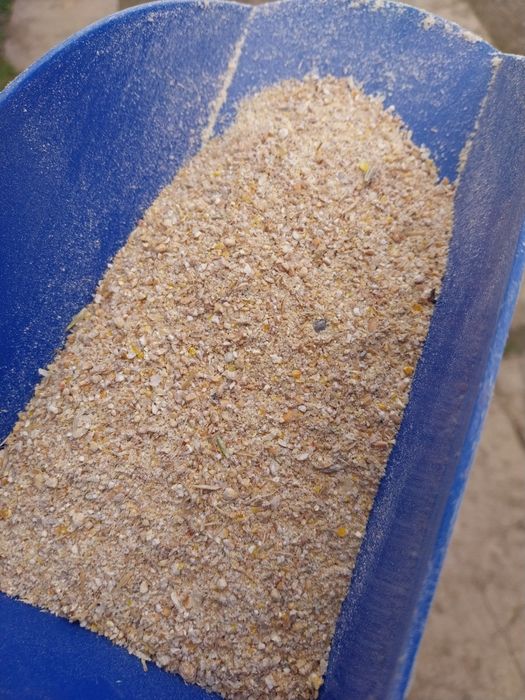 Pasza śruta dla kur niosek