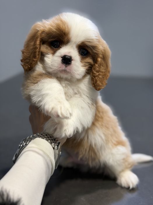 Кавалер кинг чарльз спаниель мальчик