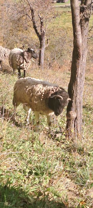 Продам барана дорпер