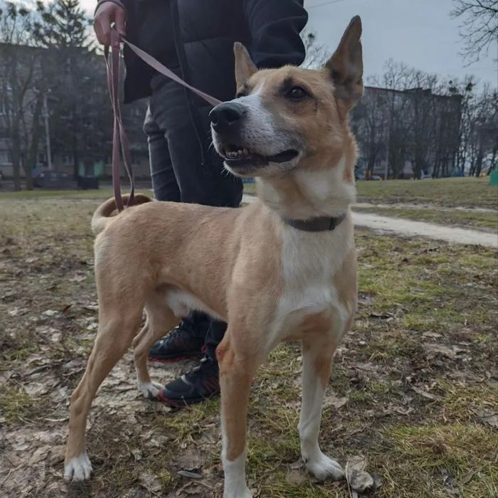 Срочно!! Ищем дом!!