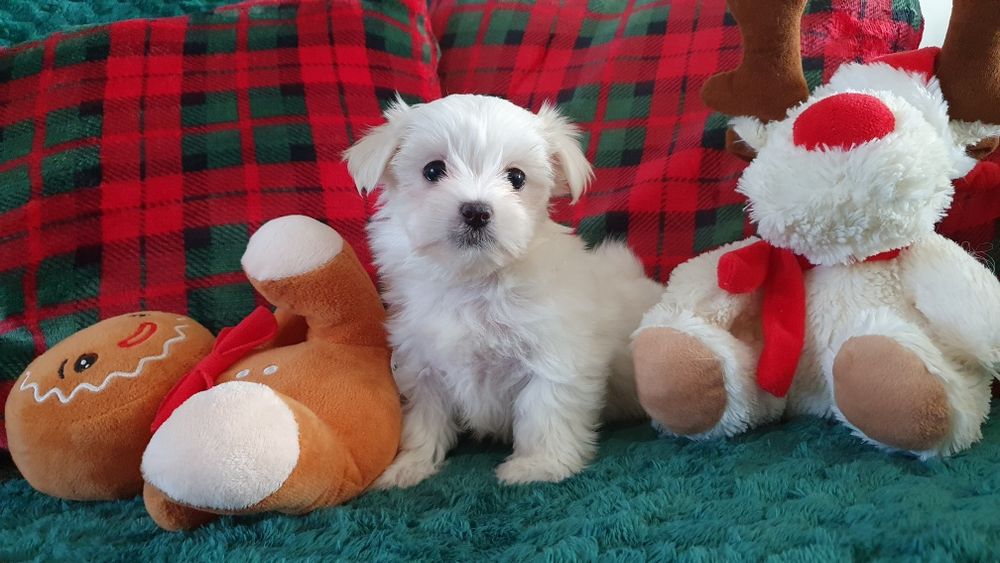 Maltańczyk sunia ZHPR UCI