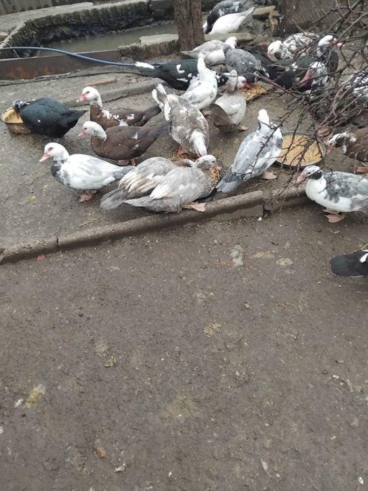 Индоутки на развод