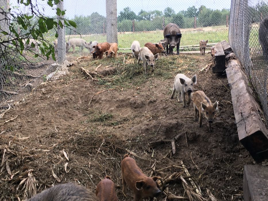 Продам пухову мангалицю