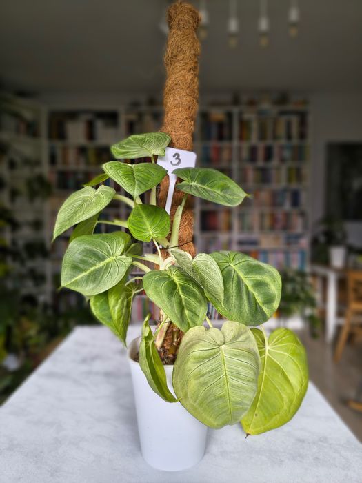 Syngonium Frosted Heart