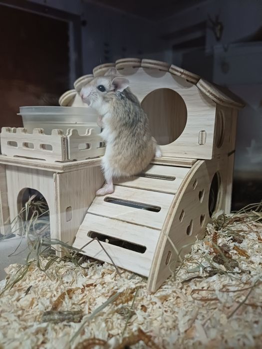 Oddam chomika w dobre rece