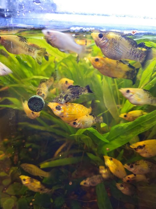 Rybki akwariowe Molinezje