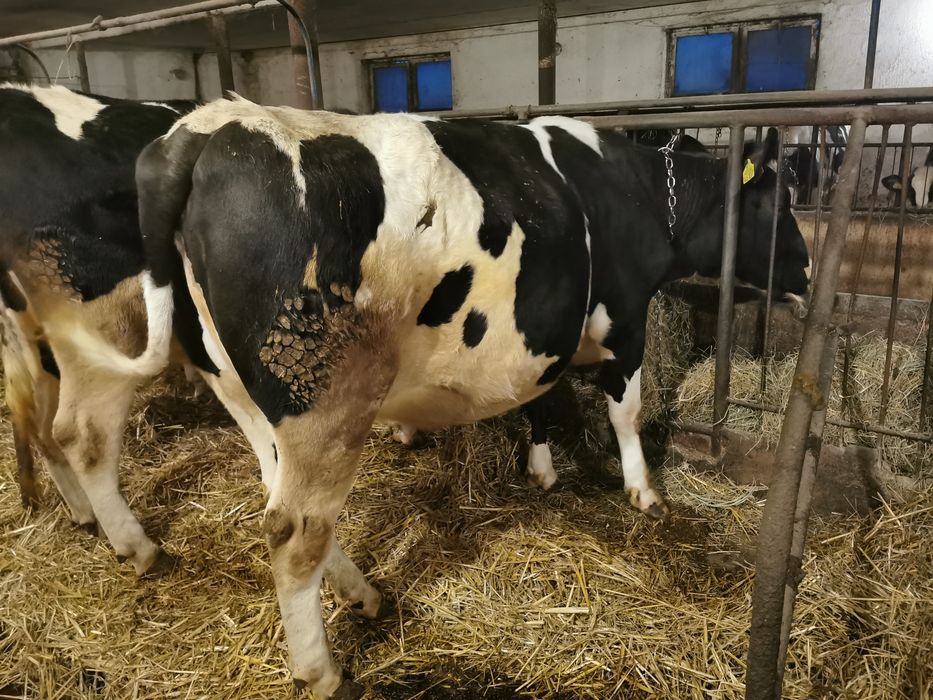 Jałówki cielne, jalowka hf cielna 10 i 21.04