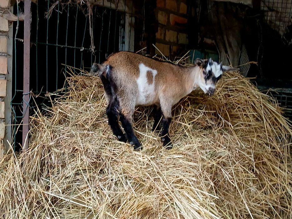 Козлята камерунские 31.07.25