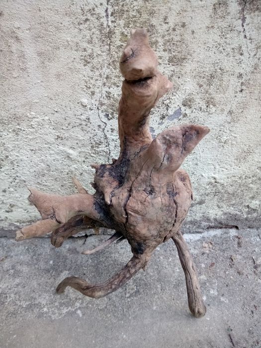 Vários Troncos raíz naturais