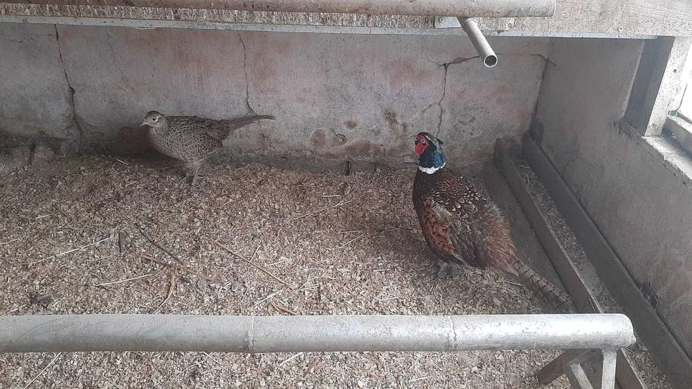Casal de Faisões de Caça/Coleira, tenho pintos também