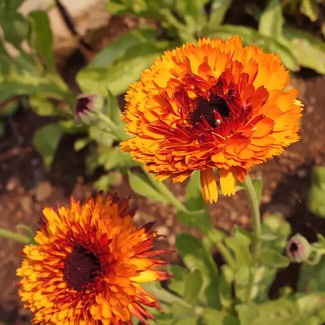 Насіння яскравих  квітів.