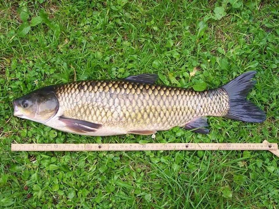 Amur narybek kroczek (karp i inne ryby sandacz)