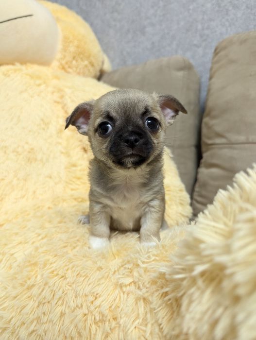 Щенки чихуахуа,  чихуашки