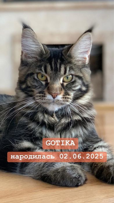 Мейн-кун з розплідника, дівчинка GOTIKA