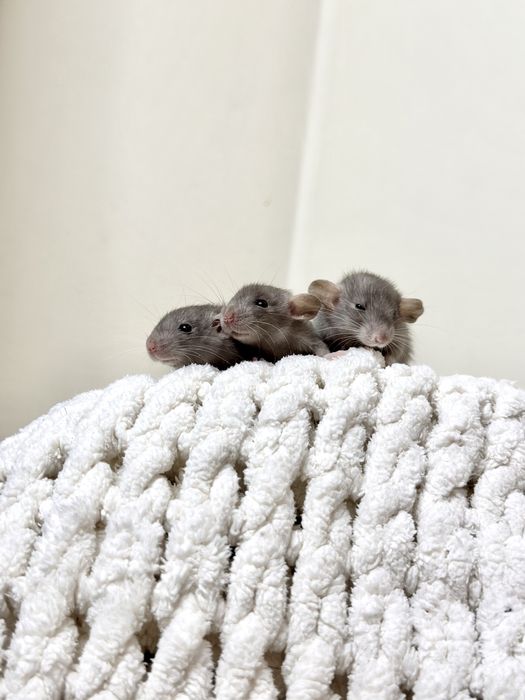 Ексклюзивні малючки