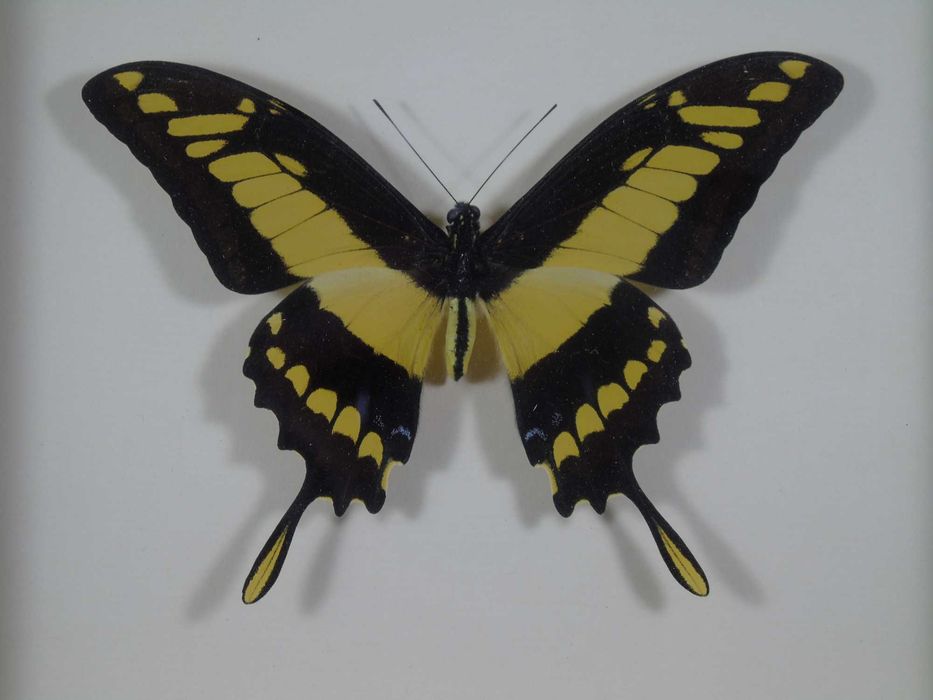 Motyl w ramce 22x17cm . Heraclides thoas cinyras - Peru .