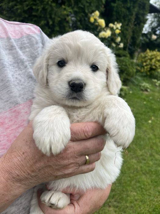 Owczarek podhalański