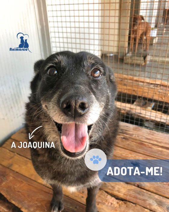 Joaquina - cadela senior para adoção