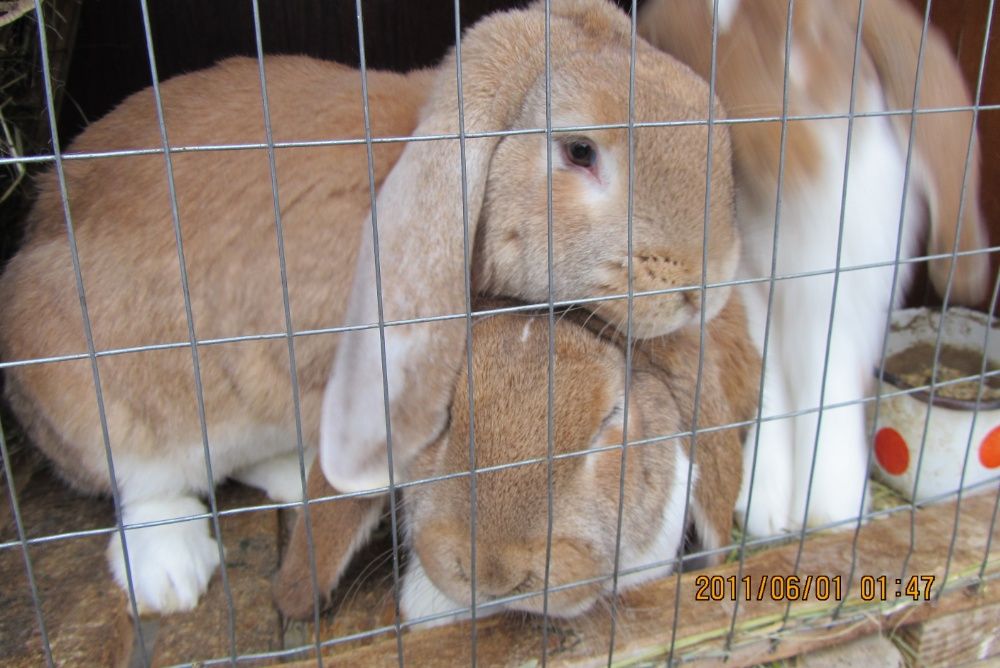 Продам кролят (французский баран)