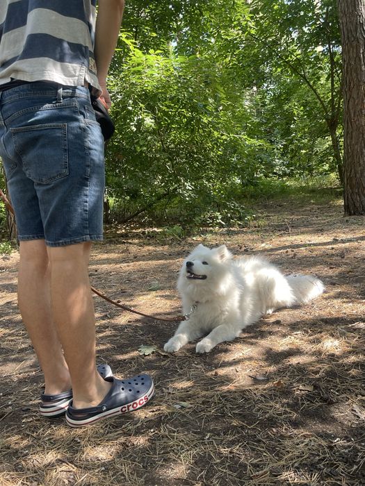 Кінолог, зоопсихолог. Дресирування собак.