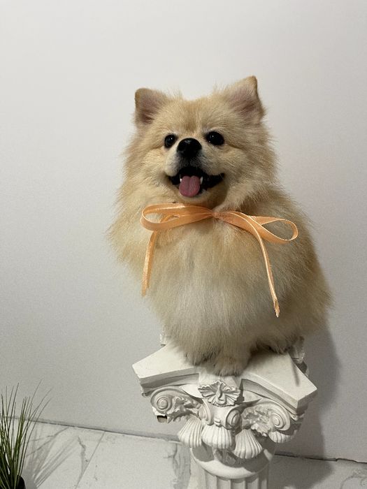 Померанські шпіци — Вибери свого маленького друга вже зараз