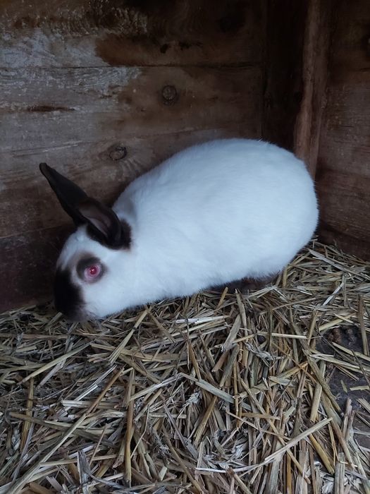 Sprzedam króliki kalifornijskie