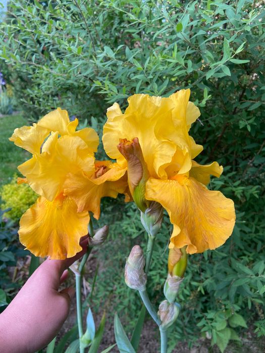 Іриси високорослі та низькорослі