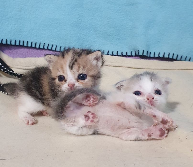 Котята неспешно ищут новый дом