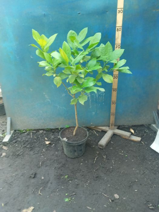 Лимон штамб Павловский