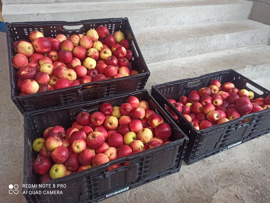 Ящик складний трансформер тара овощів фруктів з європи ifco: 135 грн ...