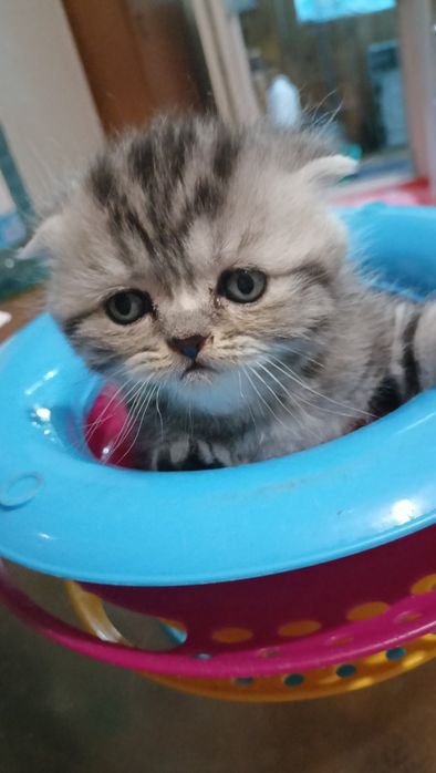 Скотиш  страйт Шотландские котята