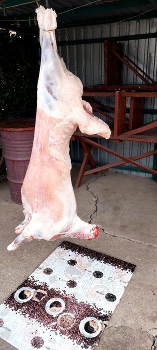 Курдючные бараны,ярки.