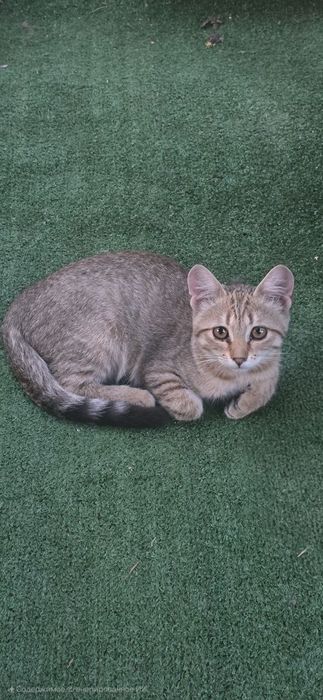 Отдам котят в добрые руки!