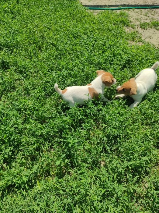 Щенки Джек Рассел тер'єр девочки
