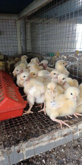 М'ясо яєчні курчата