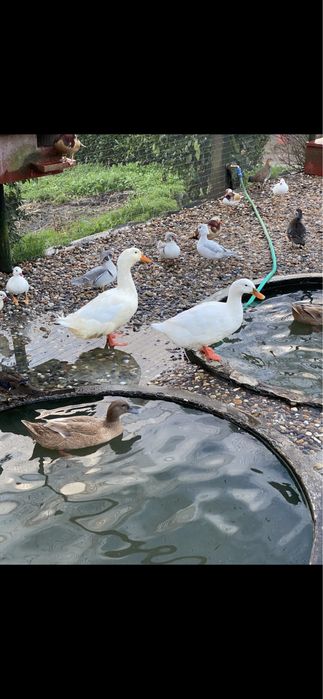 Patos de Pequim adultos prontos a reproduzir.