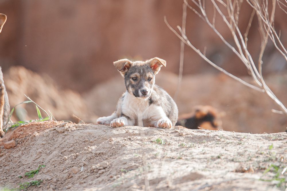 Цуцик-дівчинка шукає родину, лагідне щеня, подаруй сімʼю, врятуй життя