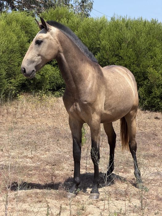 Cavalo 2 anos 15/05/2024