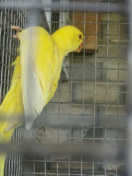 Ring Neck Amarelo + um para criar mao