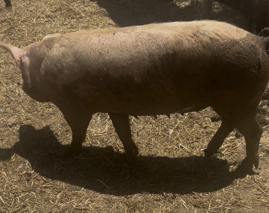 Porca ja pariu 5 vezes